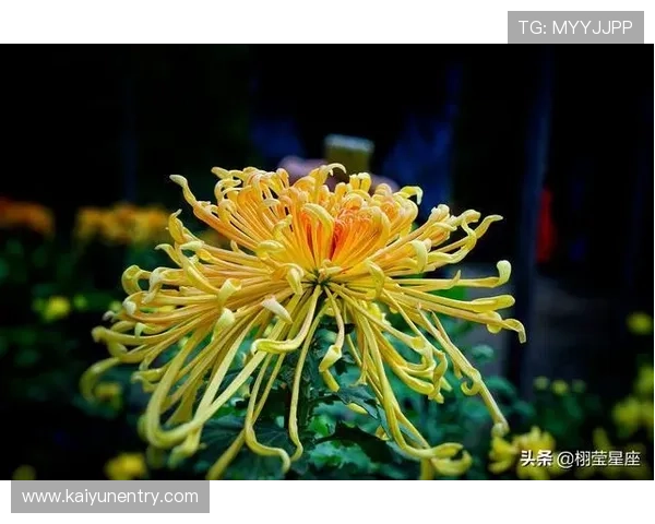 开运官方app下载助你轻松开启好运气提升生活品质的最佳选择